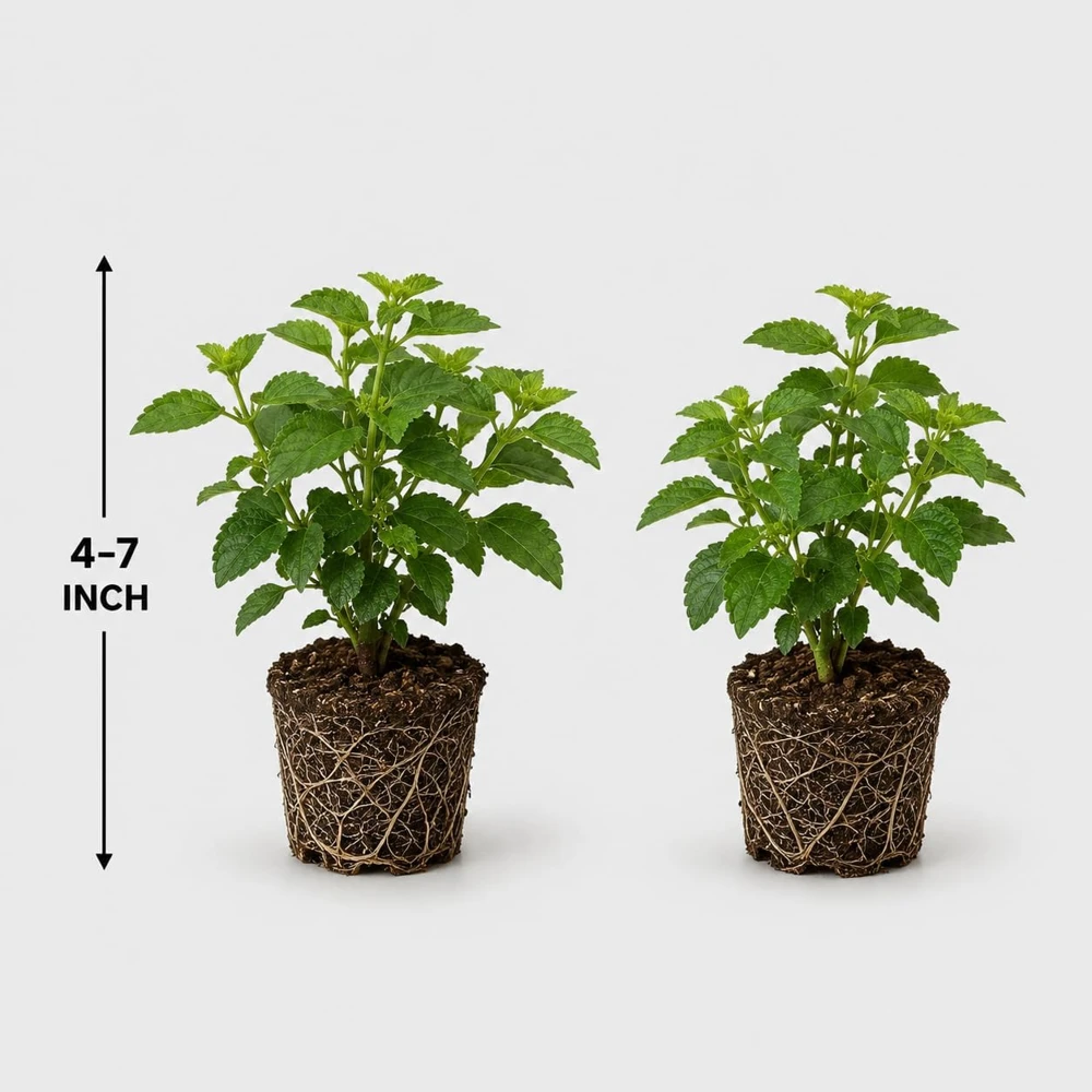Lantana Athens Rose Live Plant - Set of 2, 4-7 Inches Tall, Outdoor Shrub - Image 5