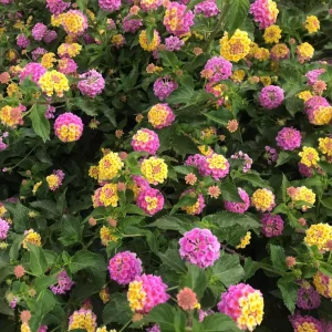 Lantana Athens Rose Live Plant - Set of 2, 4-7 Inches Tall, Outdoor Shrub - Image 6