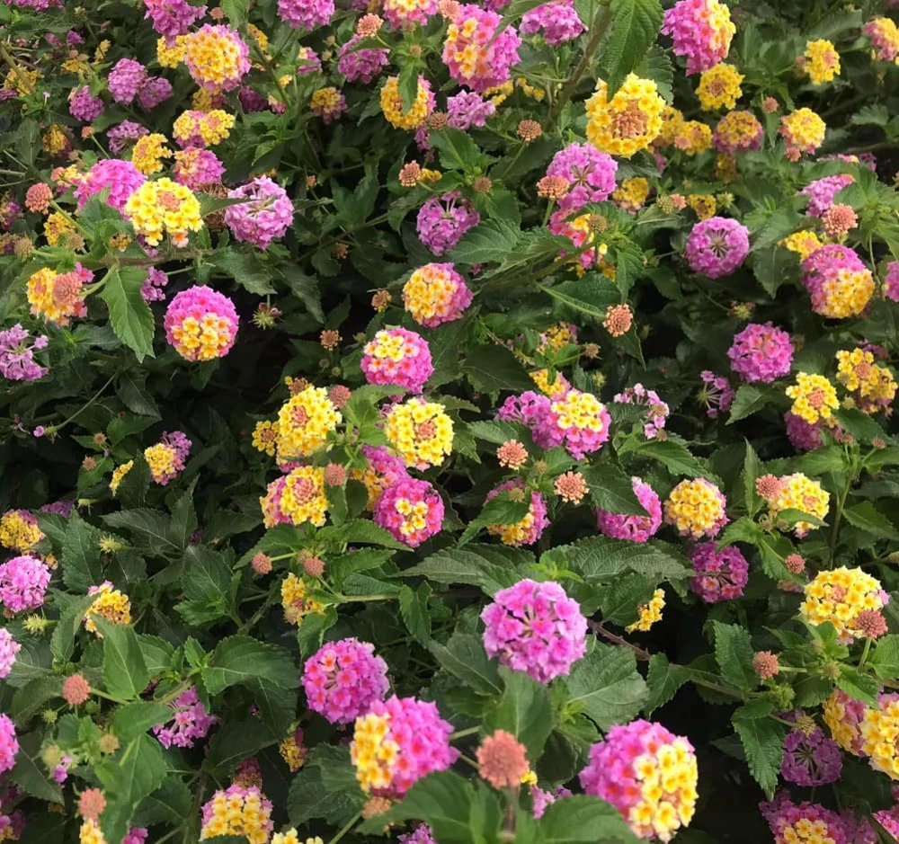 Lantana Athens Rose Live Plant - Set of 2, 4-7 Inches Tall, Outdoor Shrub - Image 6