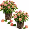 Lantana Athens Rose Live Plant - Set of 2, 4-7 Inches Tall, Outdoor Shrub - Image 1