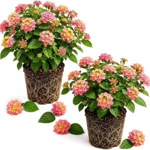 Lantana Athens Rose Live Plant - Set of 2, 4-7 Inches Tall, Outdoor Shrub - Image 1