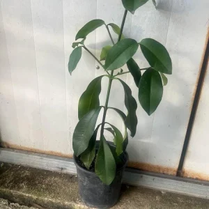 Lemon Drop Garcinia Brasiliensis Live Fruit Tree, 1-2 ft Tall, Tropical Fruit Plant - Image 2