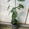 Lemon Drop Garcinia Brasiliensis Live Fruit Tree, 1-2 ft Tall, Tropical Fruit Plant - Image 1