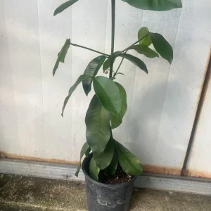 Lemon Drop Garcinia Brasiliensis Live Fruit Tree, 1-2 ft Tall, Tropical Fruit Plant - Image 1