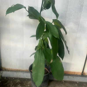 Lemon Drop Garcinia Brasiliensis Live Fruit Tree, 1-2 ft Tall, Tropical Fruit Plant - Image 5