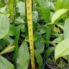 Lemon Drop Mangosteen Live Fruit Tree (Garcinia Brasiliensis) 10-24in Tall - Image 1