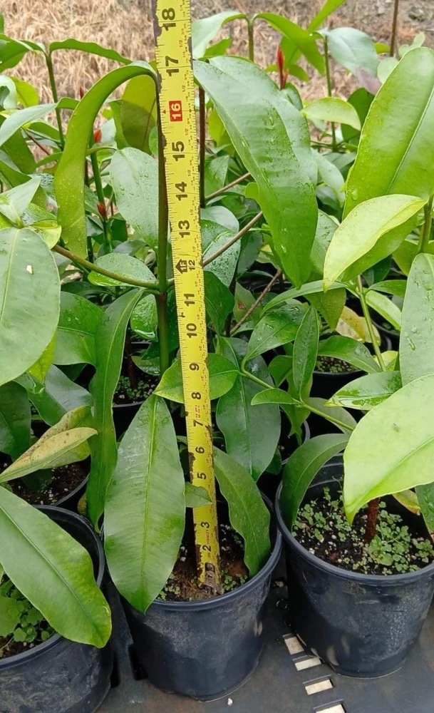 Lemon Drop Mangosteen Live Fruit Tree (Garcinia Brasiliensis) 10-24in Tall - Image 1