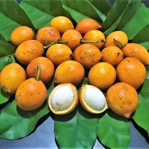 Lemon Drop Mangosteen Live Fruit Tree (Garcinia Brasiliensis) 10-24in Tall - Image 2