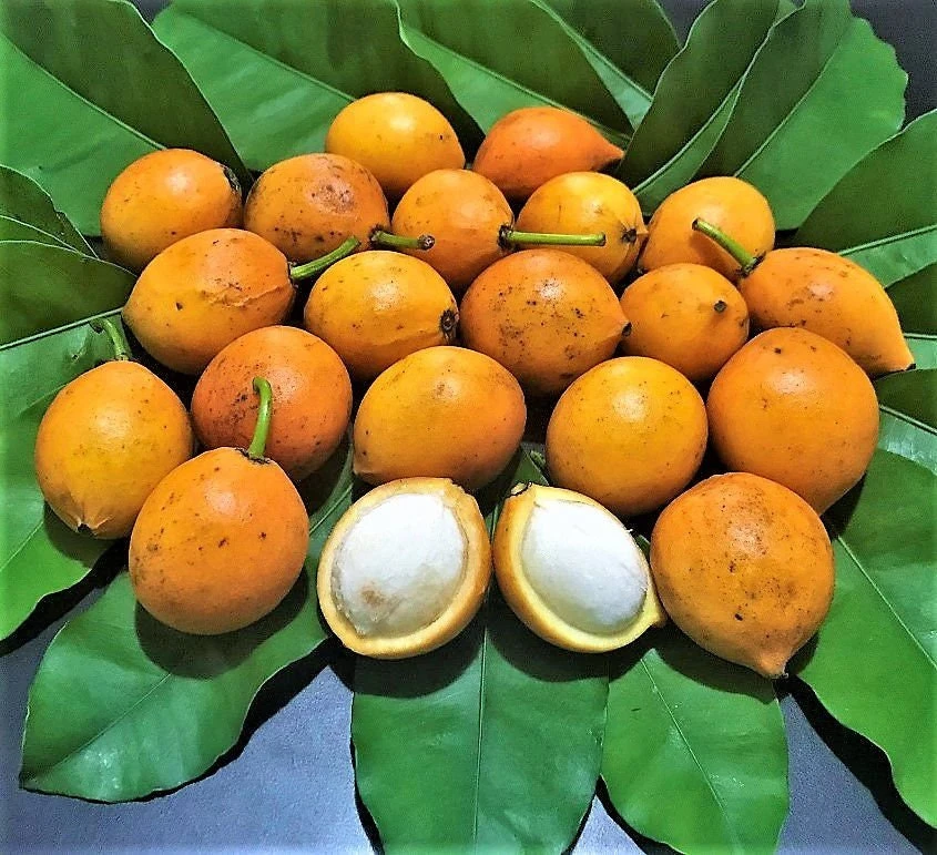 Lemon Drop Mangosteen Live Fruit Tree (Garcinia Brasiliensis) 10-24in Tall - Image 2