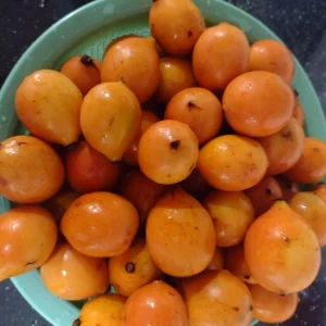 Lemon Drop Mangosteen Live Fruit Tree (Garcinia Brasiliensis) 10-24in Tall - Image 3