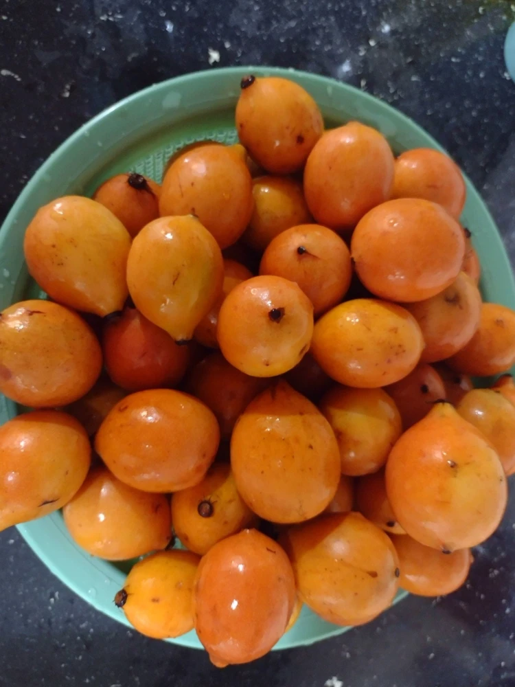Lemon Drop Mangosteen Live Fruit Tree (Garcinia Brasiliensis) 10-24in Tall - Image 3