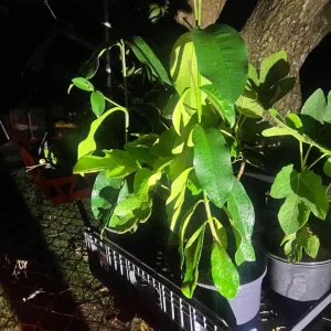 Lemon Drop Mangosteen Live Fruit Tree (Garcinia Brasiliensis) 10-24in Tall - Image 4