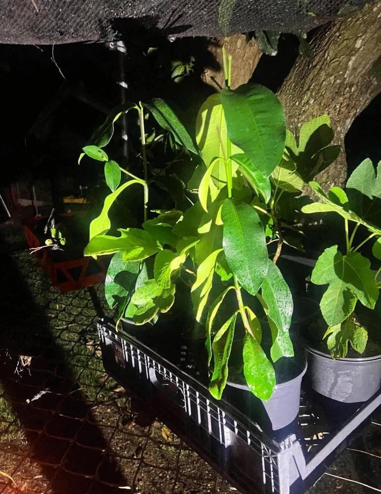 Lemon Drop Mangosteen Live Fruit Tree (Garcinia Brasiliensis) 10-24in Tall - Image 4