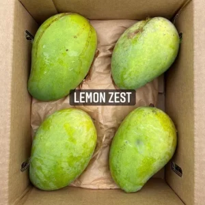 Lemon Zest Mango Tree Live Plant 10-24in - Tropical Fruit Tree - Image 5