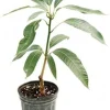 Lemon Zest Mango Tree Live Plant 10-24in - Tropical Fruit Tree - Image 1