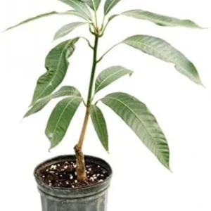 Lemon Zest Mango Tree Live Plant 10-24in - Tropical Fruit Tree - Image 1