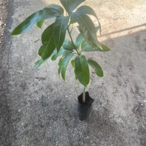 Lemon Zest Mango Tree Live Plant, Grafted, 3-4 ft Tall, Tropical Fruit - Image 6