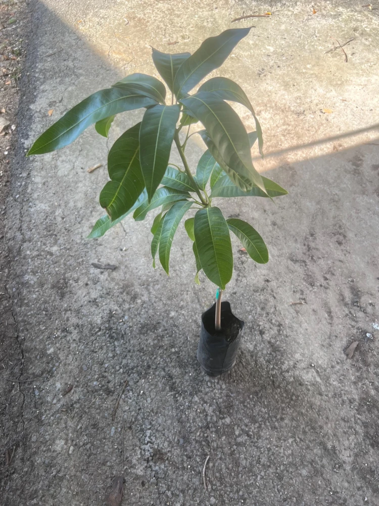 Lemon Zest Mango Tree Live Plant, Grafted, 3-4 ft Tall, Tropical Fruit - Image 6