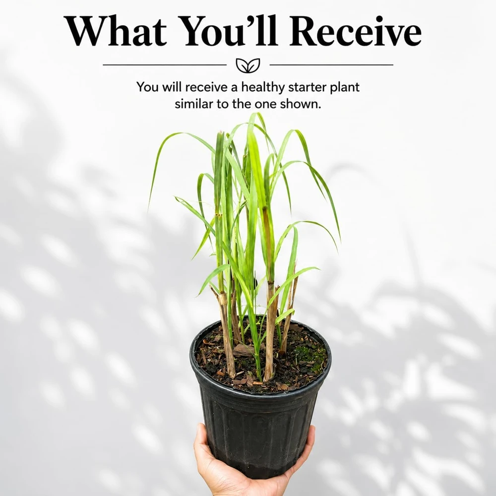 Lemongrass Live Plant for Culinary Herb Garden, 1 Gallon Pot, Well-Rooted - Image 2