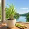 Lemongrass Live Plant for Culinary Herb Garden, 1 Gallon Pot, Well-Rooted - Image 1