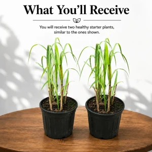 Lemongrass Live Plant Set – Culinary Herb – 1 Gallon Pot – Full Sun – Set of 2 - Image 2