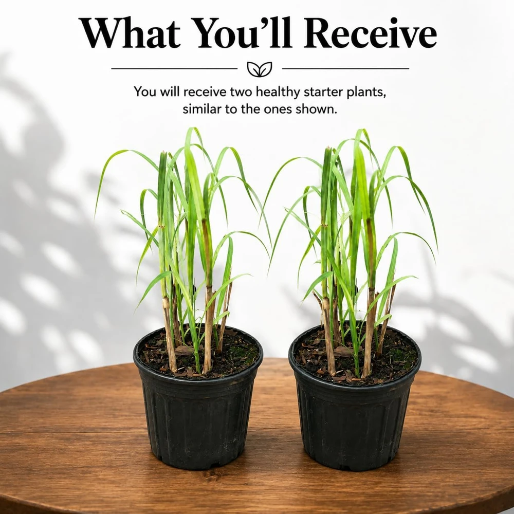 Lemongrass Live Plant Set – Culinary Herb – 1 Gallon Pot – Full Sun – Set of 2 - Image 2