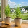 Lemongrass Live Plant Set – Culinary Herb – 1 Gallon Pot – Full Sun – Set of 2 - Image 1