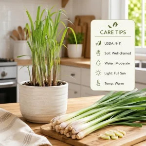 Lemongrass Live Plant Set – Culinary Herb – 1 Gallon Pot – Full Sun – Set of 2 - Image 4
