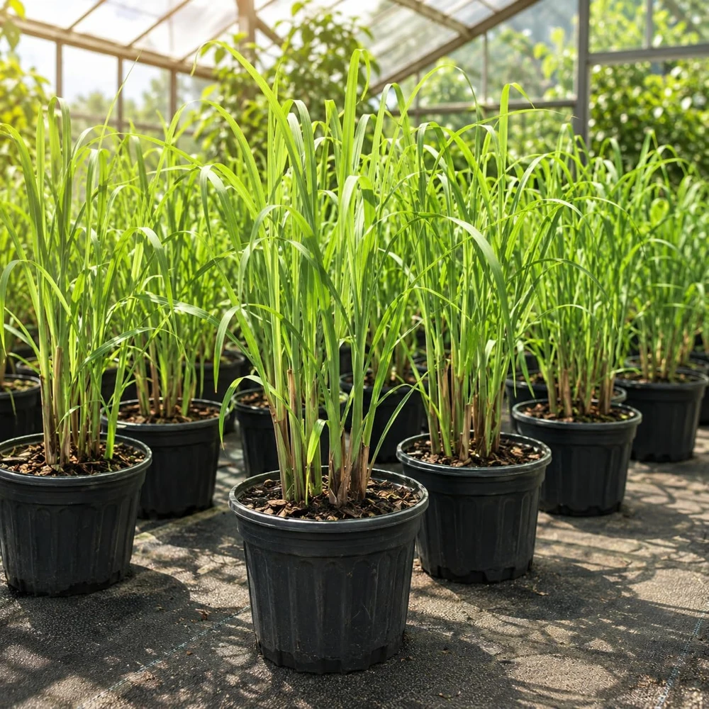 Lemongrass Live Plant Set – Culinary Herb – 1 Gallon Pot – Full Sun – Set of 2 - Image 5