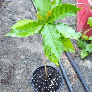 Live Coffee Tree Plant (Coffea arabica) – 12-24 inch Potted Houseplant - Image 2