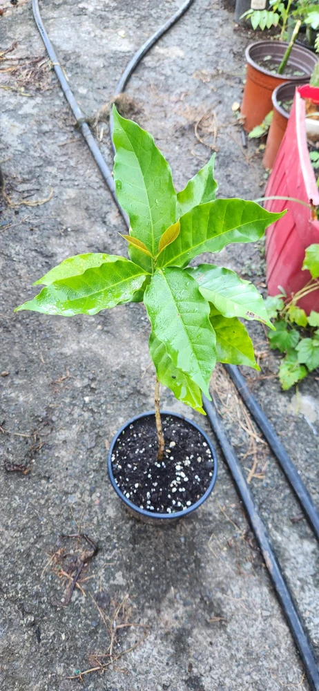 Live Coffee Tree Plant (Coffea arabica) – 12-24 inch Potted Houseplant - Image 2