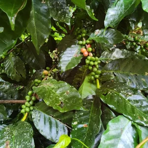 Live Coffee Tree Plant (Coffea arabica) – 12-24 inch Potted Houseplant - Image 4