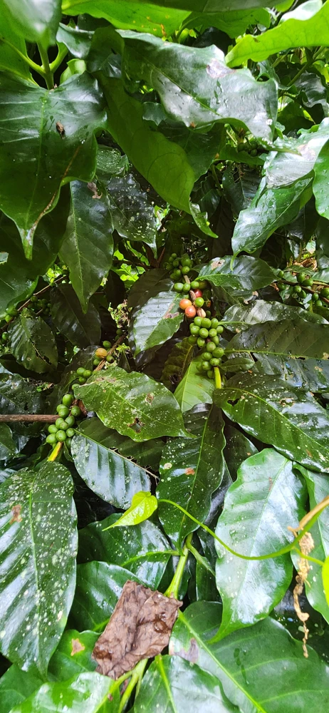 Live Coffee Tree Plant (Coffea arabica) – 12-24 inch Potted Houseplant - Image 4