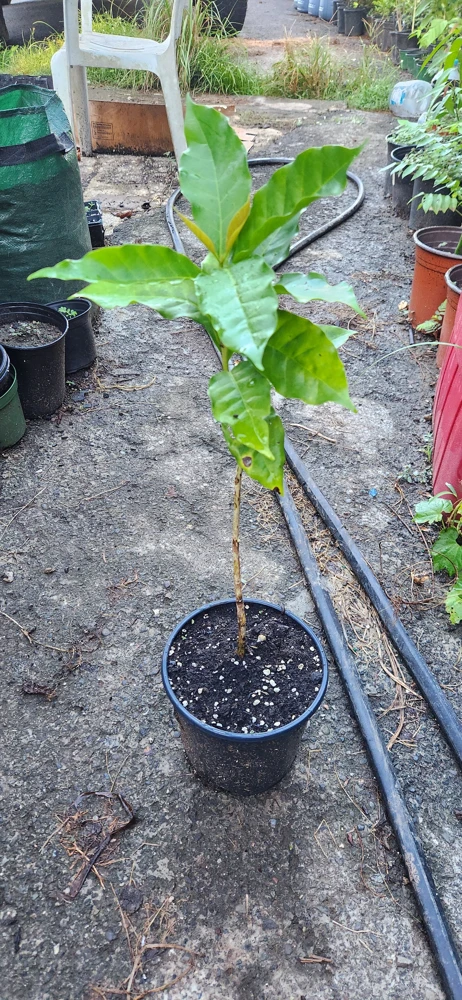 Live Coffee Tree Plant (Coffea arabica) – 12-24 inch Potted Houseplant - Image 5