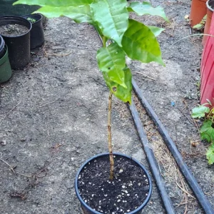 Live Coffee Tree Plant (Coffea arabica) – 12-24 inch Potted Houseplant - Image 6
