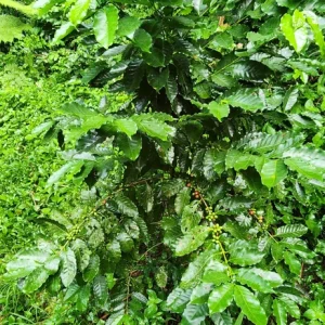 Live Coffee Tree Plant (Coffea arabica) – 12-24 inch Potted Houseplant - Image 7