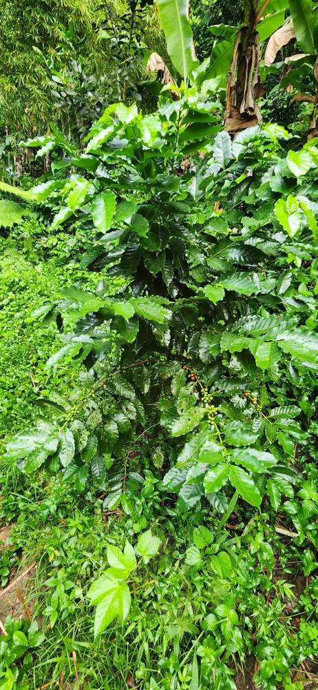 Live Coffee Tree Plant (Coffea arabica) – 12-24 inch Potted Houseplant - Image 7