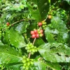 Live Coffee Tree Plant (Coffea arabica) – 12-24 inch Potted Houseplant - Image 1