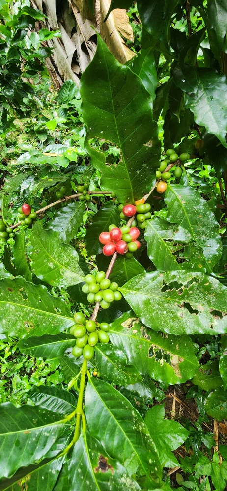 Live Coffee Tree Plant (Coffea arabica) – 12-24 inch Potted Houseplant - Image 1