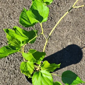 Live Mulberry Tree (Morus) - Fast Growing Fruit Plant, 10 inches to 1 ft tall - Image 2