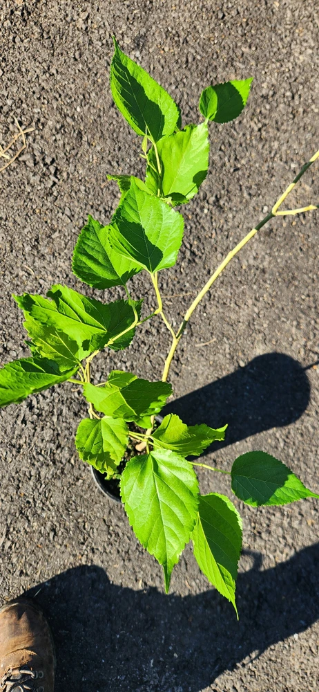 Live Mulberry Tree (Morus) - Fast Growing Fruit Plant, 10 inches to 1 ft tall - Image 2