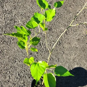 Live Mulberry Tree (Morus) - Fast Growing Fruit Plant, 10 inches to 1 ft tall - Image 3