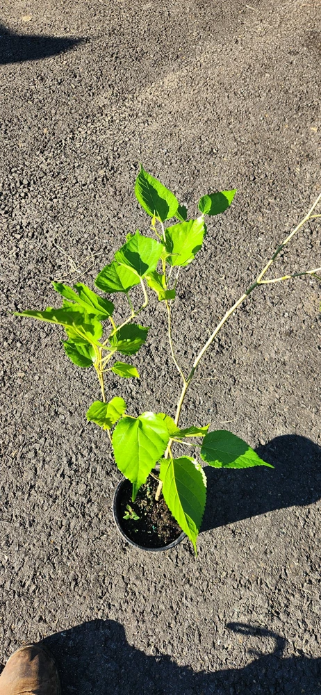 Live Mulberry Tree (Morus) - Fast Growing Fruit Plant, 10 inches to 1 ft tall - Image 3