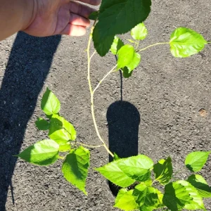 Live Mulberry Tree (Morus) - Fast Growing Fruit Plant, 10 inches to 1 ft tall - Image 4