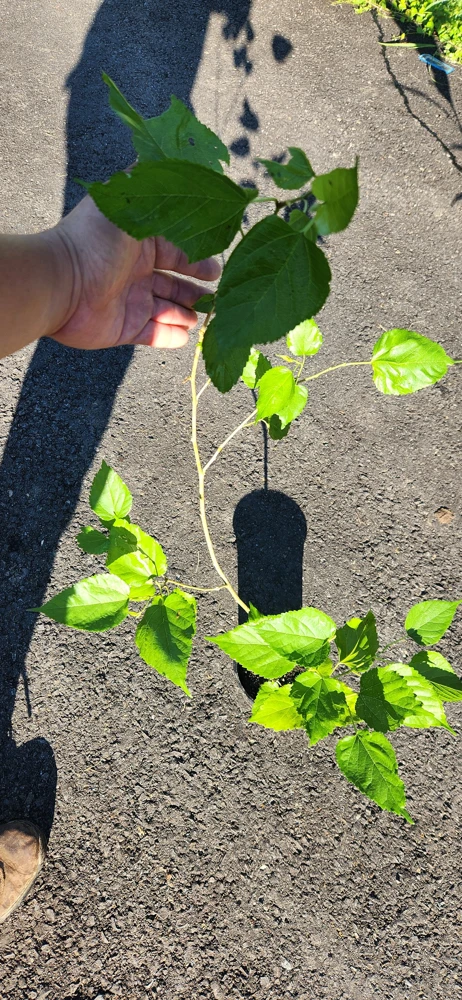 Live Mulberry Tree (Morus) - Fast Growing Fruit Plant, 10 inches to 1 ft tall - Image 4