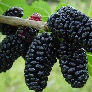 Live Mulberry Tree (Morus) - Fast Growing Fruit Plant, 10 inches to 1 ft tall - Image 5