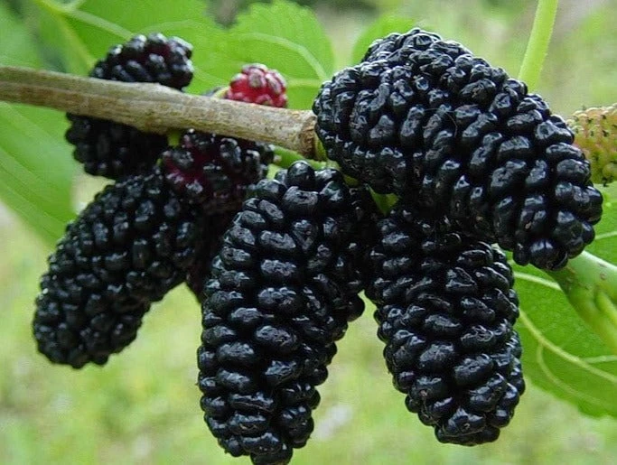 Live Mulberry Tree (Morus) - Fast Growing Fruit Plant, 10 inches to 1 ft tall - Image 5