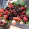 Live Mulberry Tree (Morus) - Fast Growing Fruit Plant, 10 inches to 1 ft tall - Image 1
