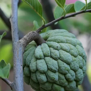 Live Sugar Apple Tree - Annona squamosa Exotic Fruit Plant - Image 2
