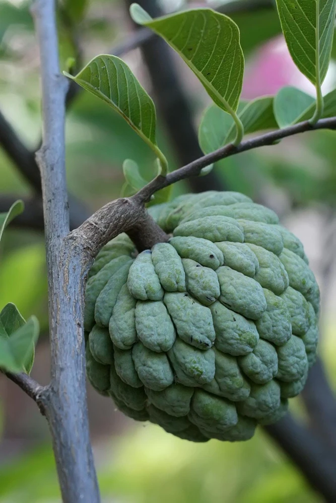 Live Sugar Apple Tree - Annona squamosa Exotic Fruit Plant - Image 2